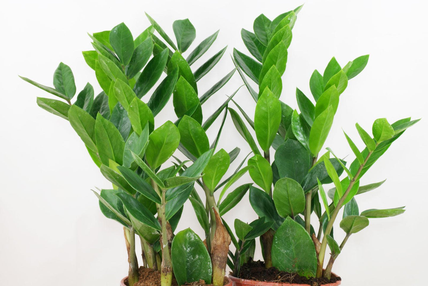 Zamioculcas Zamiifolia - View 13 from www redcrocus com