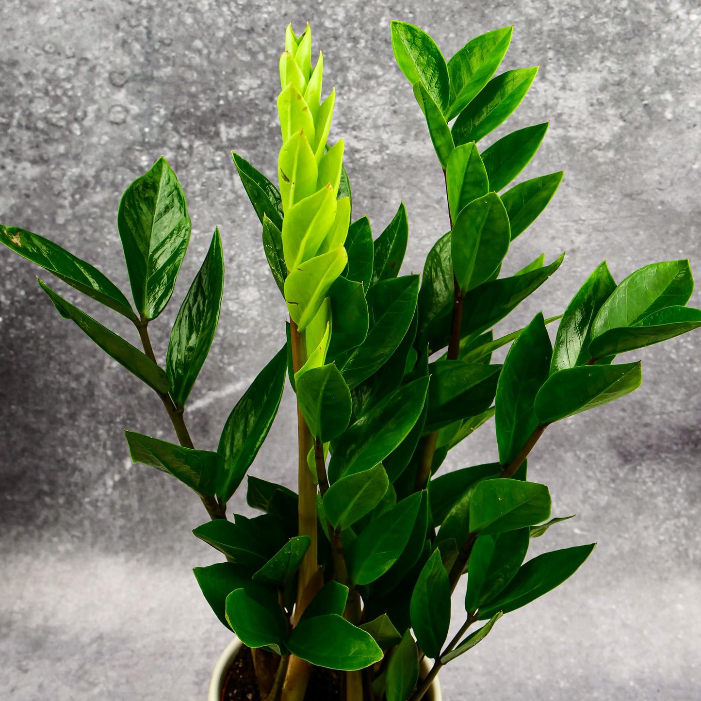 Zamioculcas Zamiifolia - View 14 from www redcrocus com