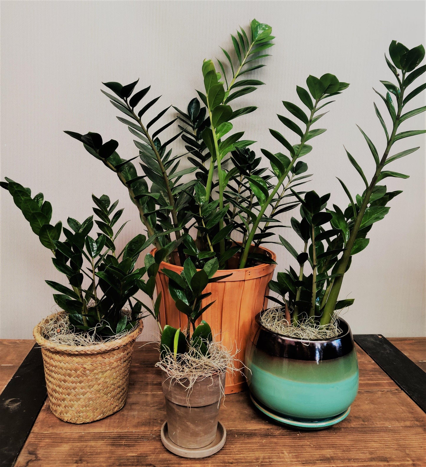 Zamioculcas Zamiifolia - View 15 from www redcrocus com