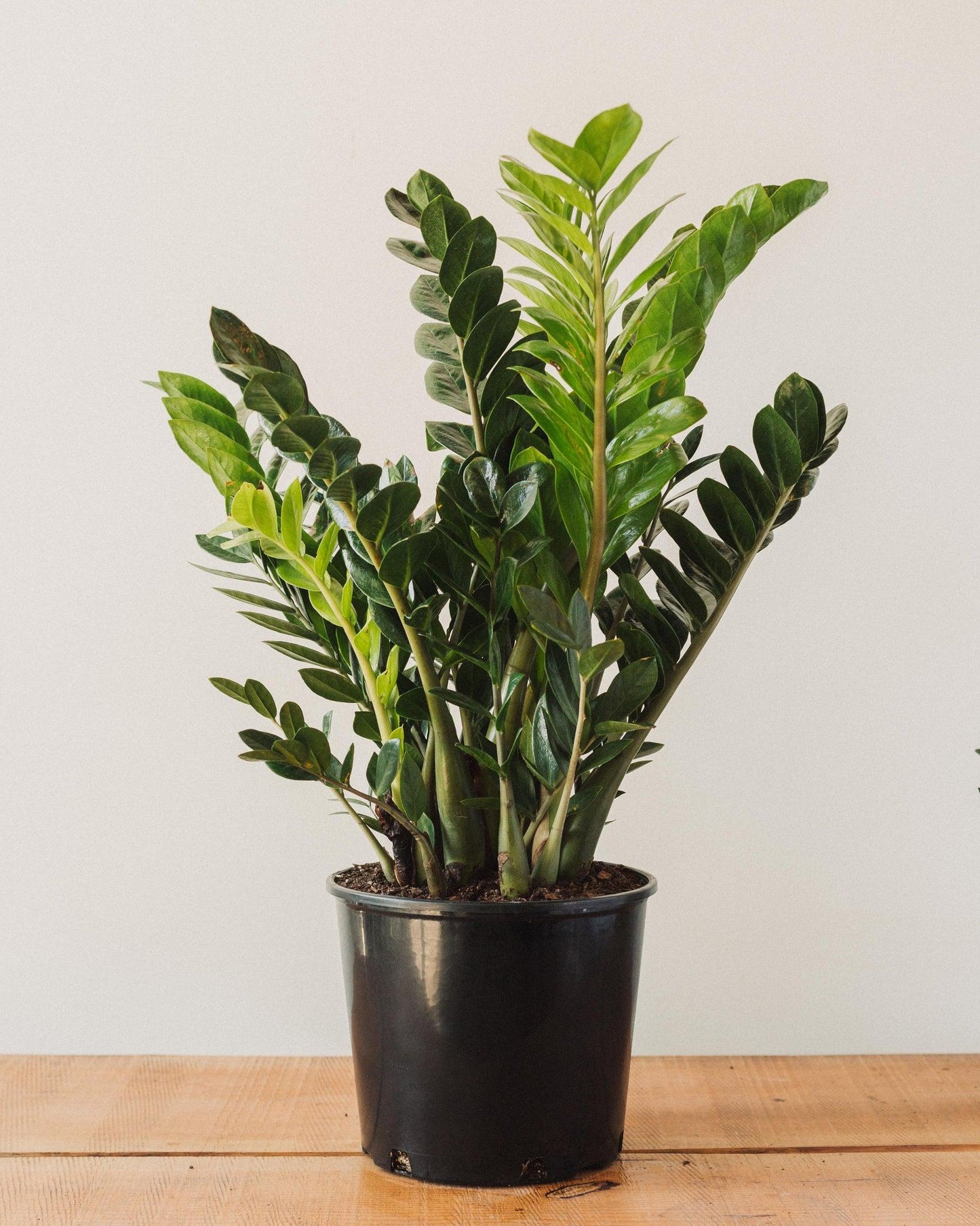 Zamioculcas Zamiifolia - View 16 from www redcrocus com