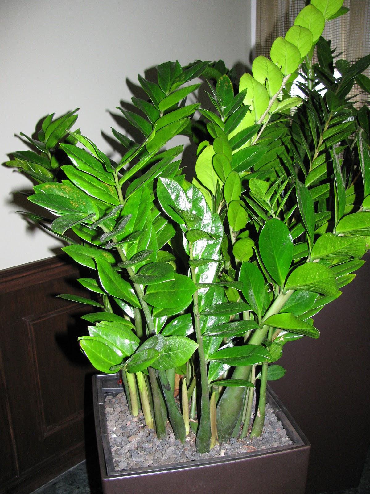 Zamioculcas Zamiifolia - View 18 from www redcrocus com