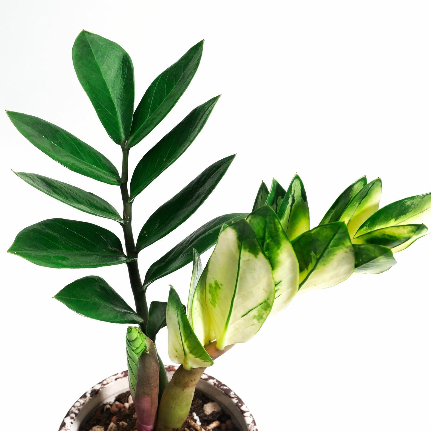 Zamioculcas Zamiifolia - View 19 from www redcrocus com