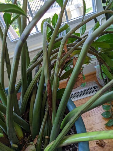 Zamioculcas Zamiifolia - View 1 from www redcrocus com