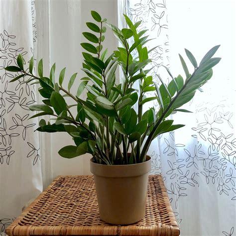 Zamioculcas Zamiifolia - View 2 from www redcrocus com