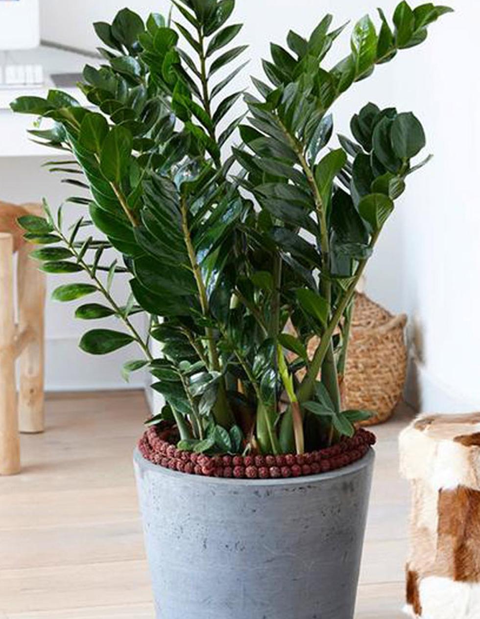 Zamioculcas Zamiifolia - View 3 from www redcrocus com