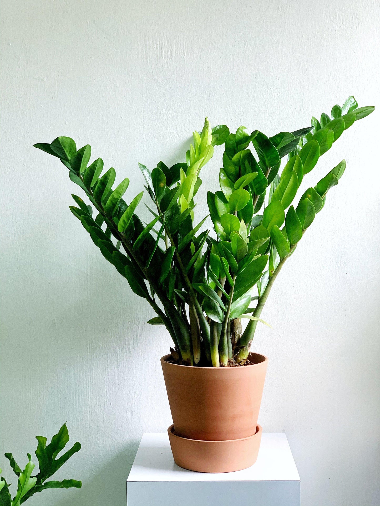Zamioculcas Zamiifolia - View 4 from www redcrocus com