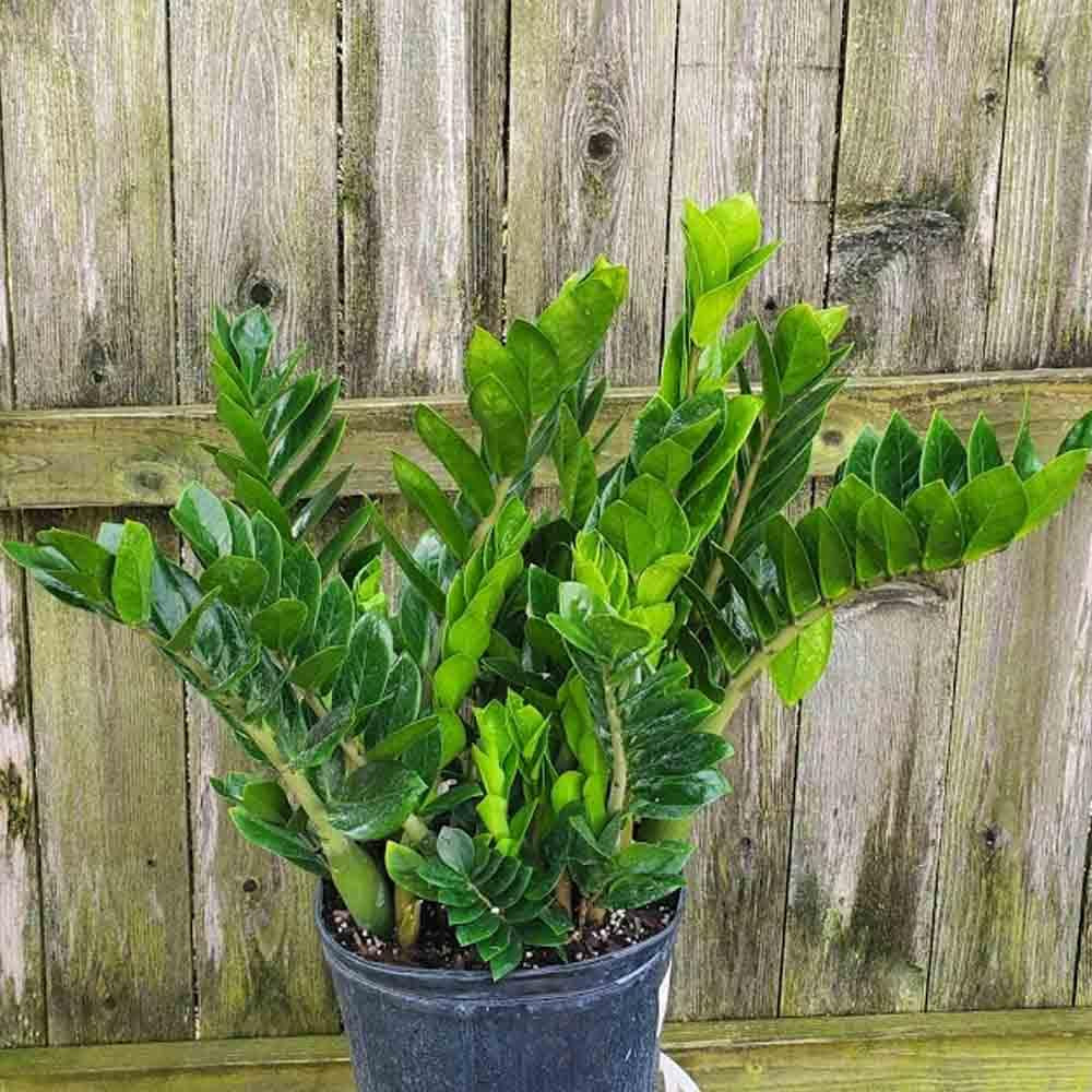 Zamioculcas Zamiifolia - View 5 from www redcrocus com
