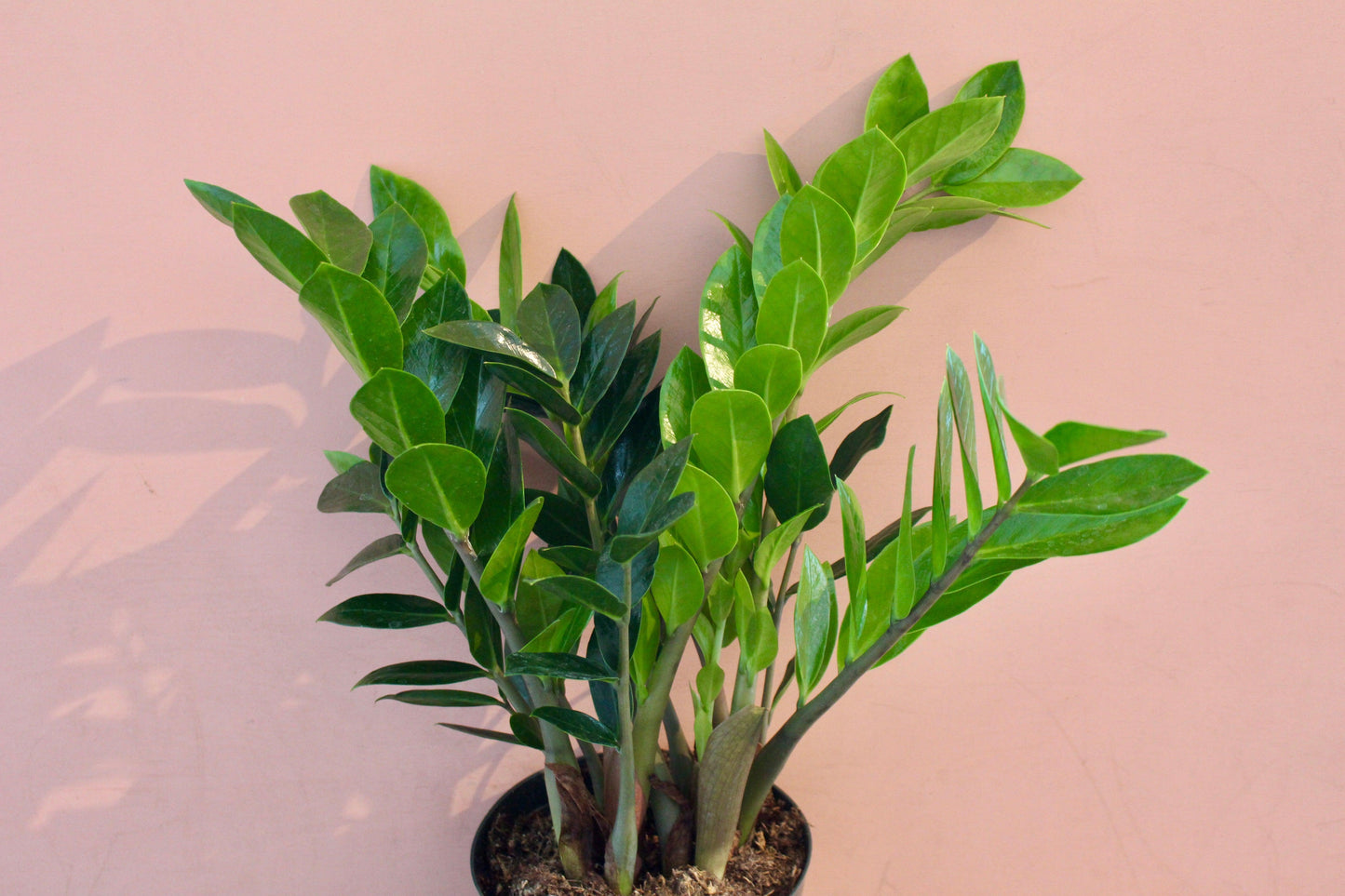 Zamioculcas Zamiifolia - View 6 from www redcrocus com