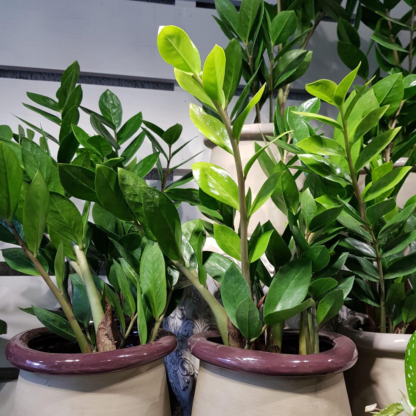 Zamioculcas Zamiifolia - View 7 from www redcrocus com