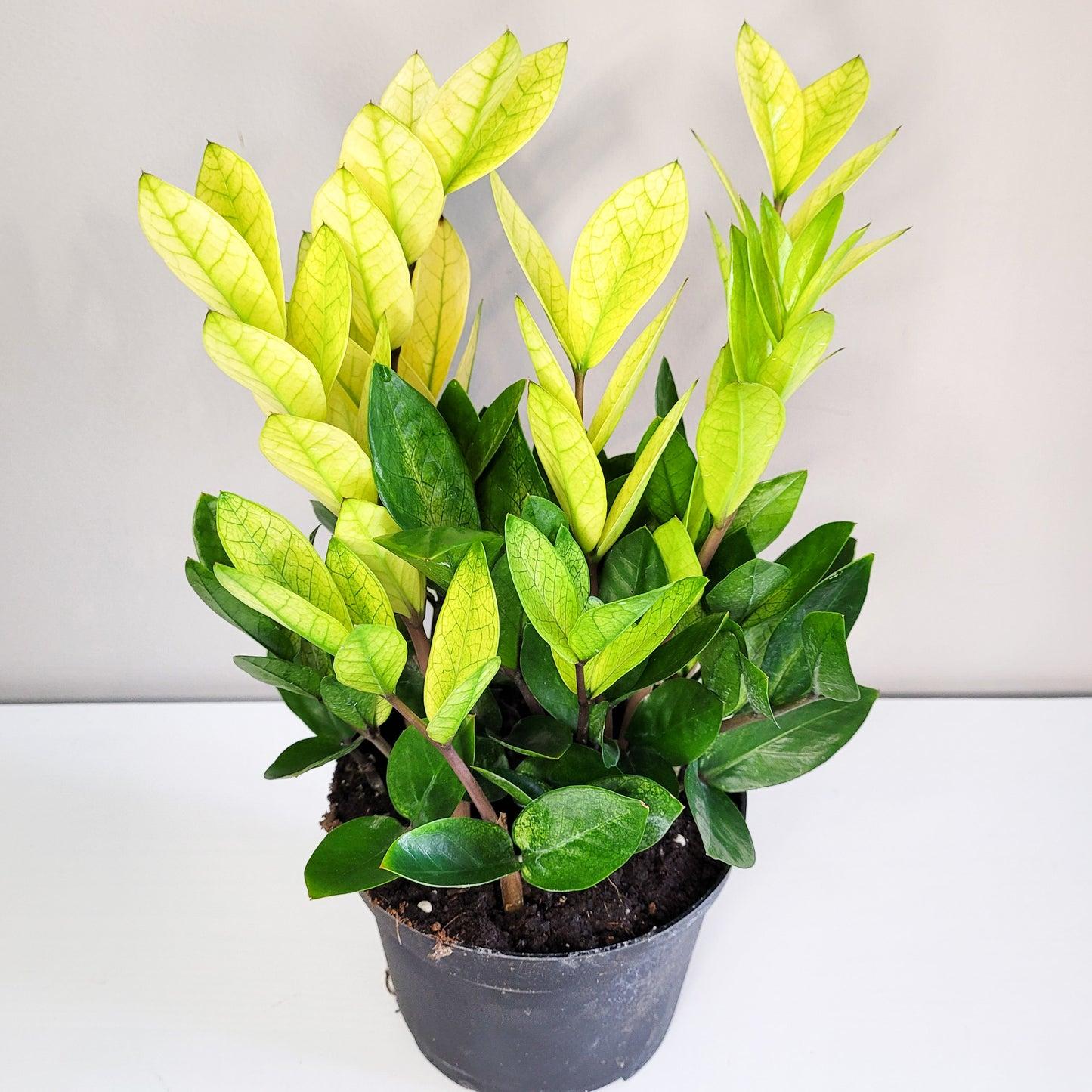 Zamioculcas Zamiifolia - View 8 from www redcrocus com