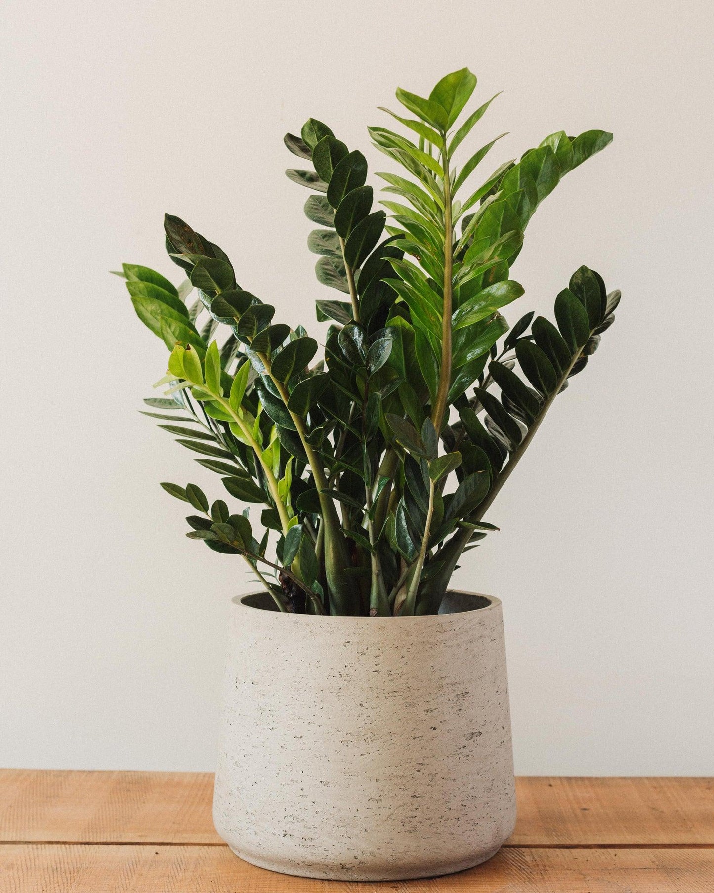Zamioculcas Zamiifolia - View 9 from www redcrocus com