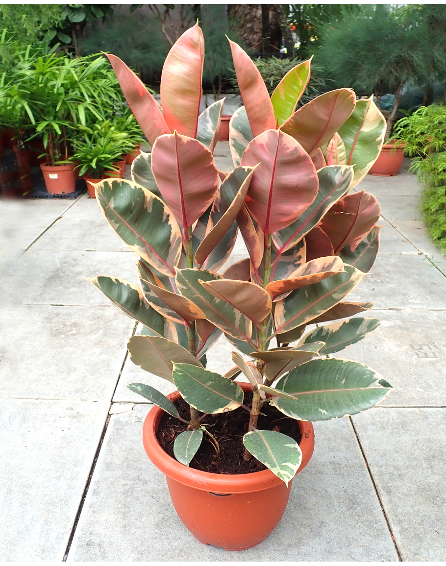 Ficus Elastica Ruby - View 12 from www redcrocus com