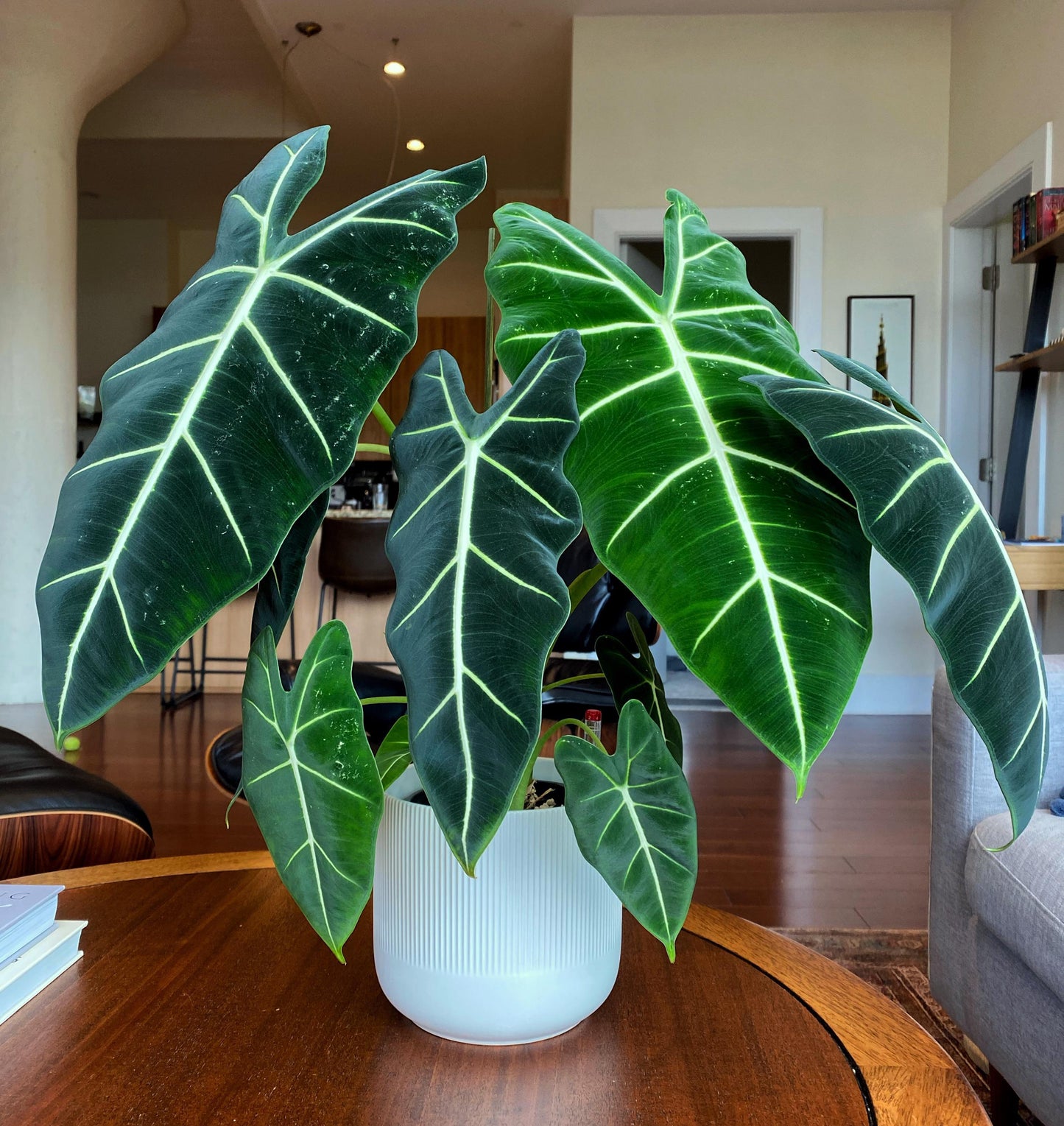Alocasia Frydek - View 10 from www redcrocus com