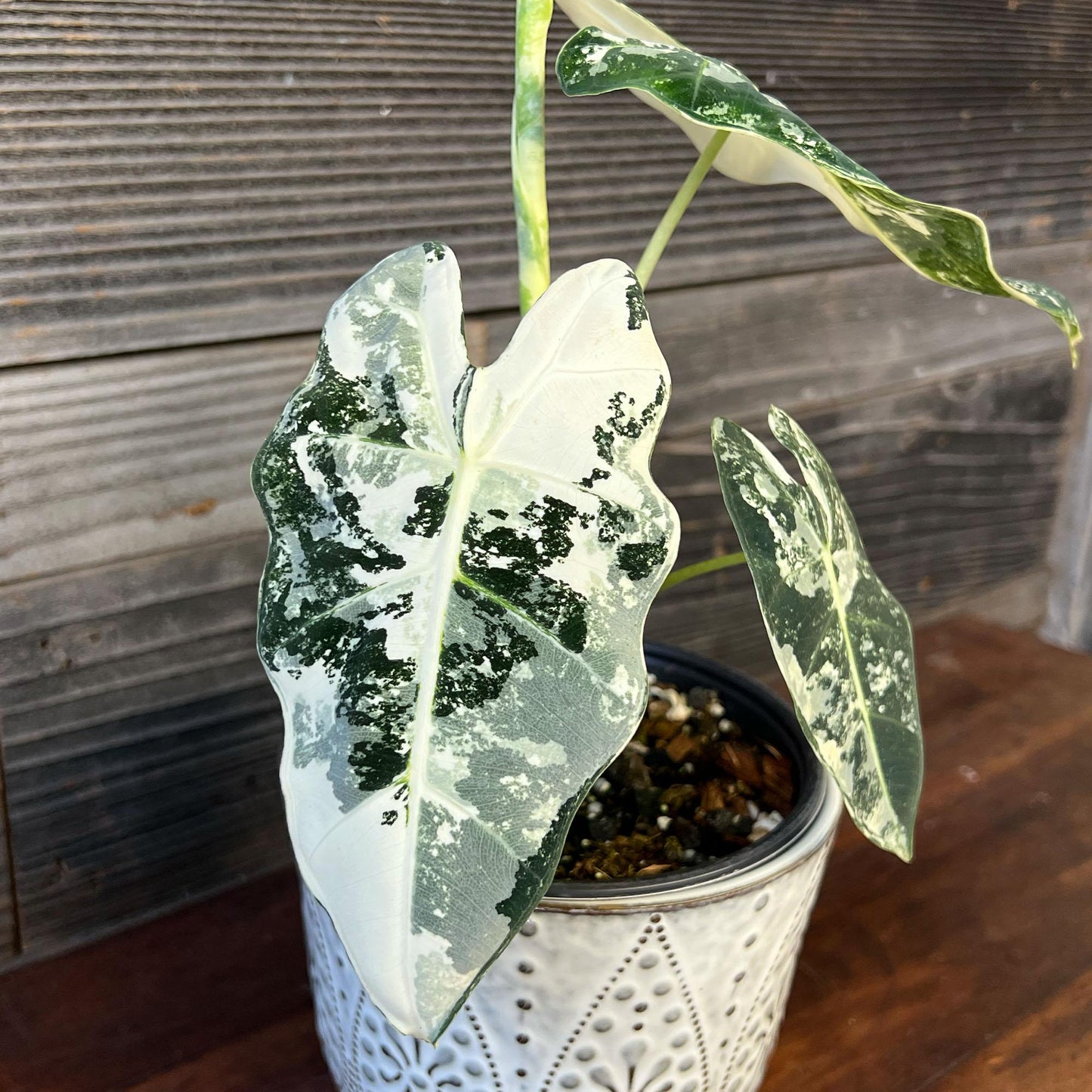 Alocasia Frydek - View 11 from www redcrocus com