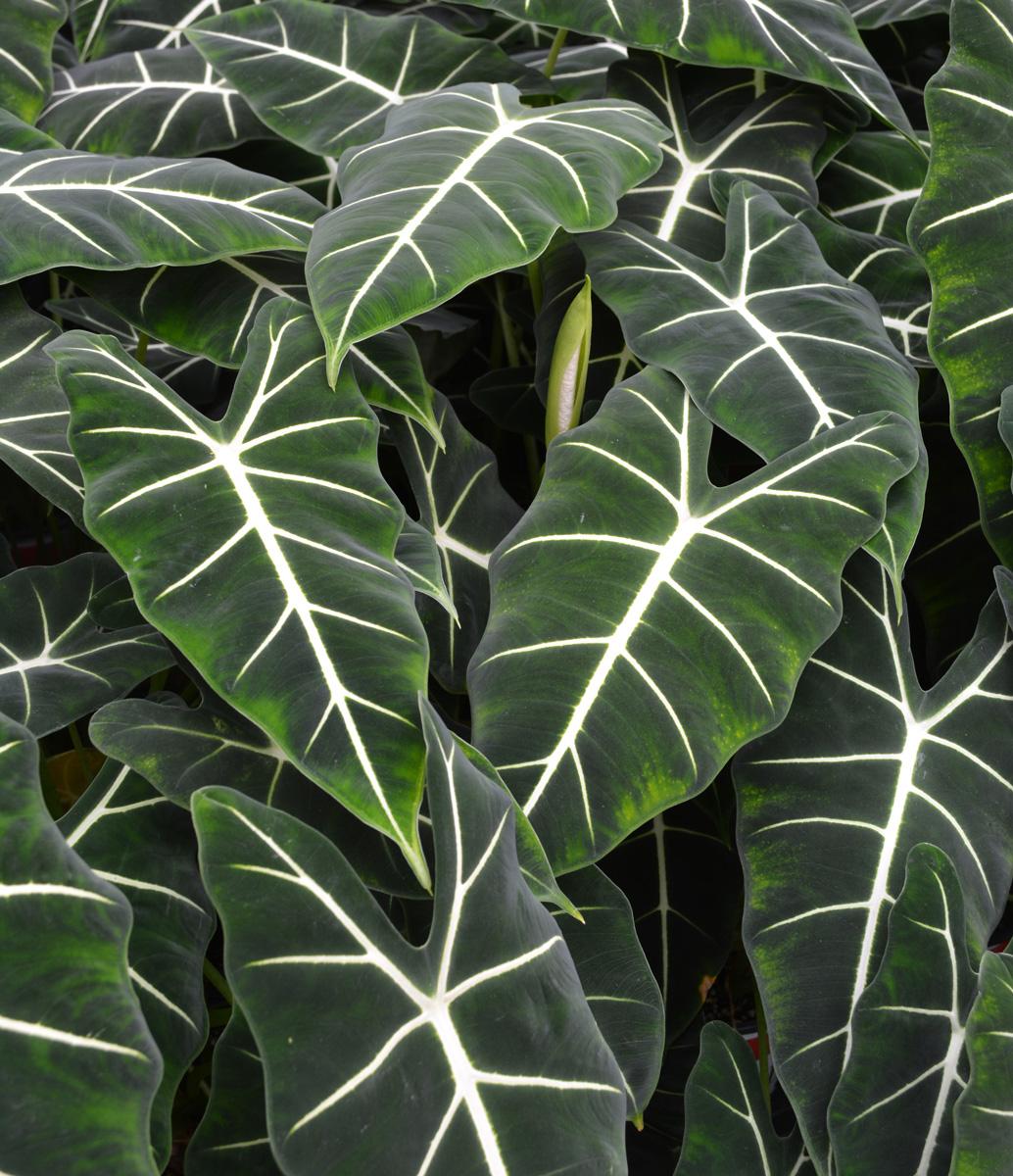 Alocasia Frydek - View 12 from www redcrocus com