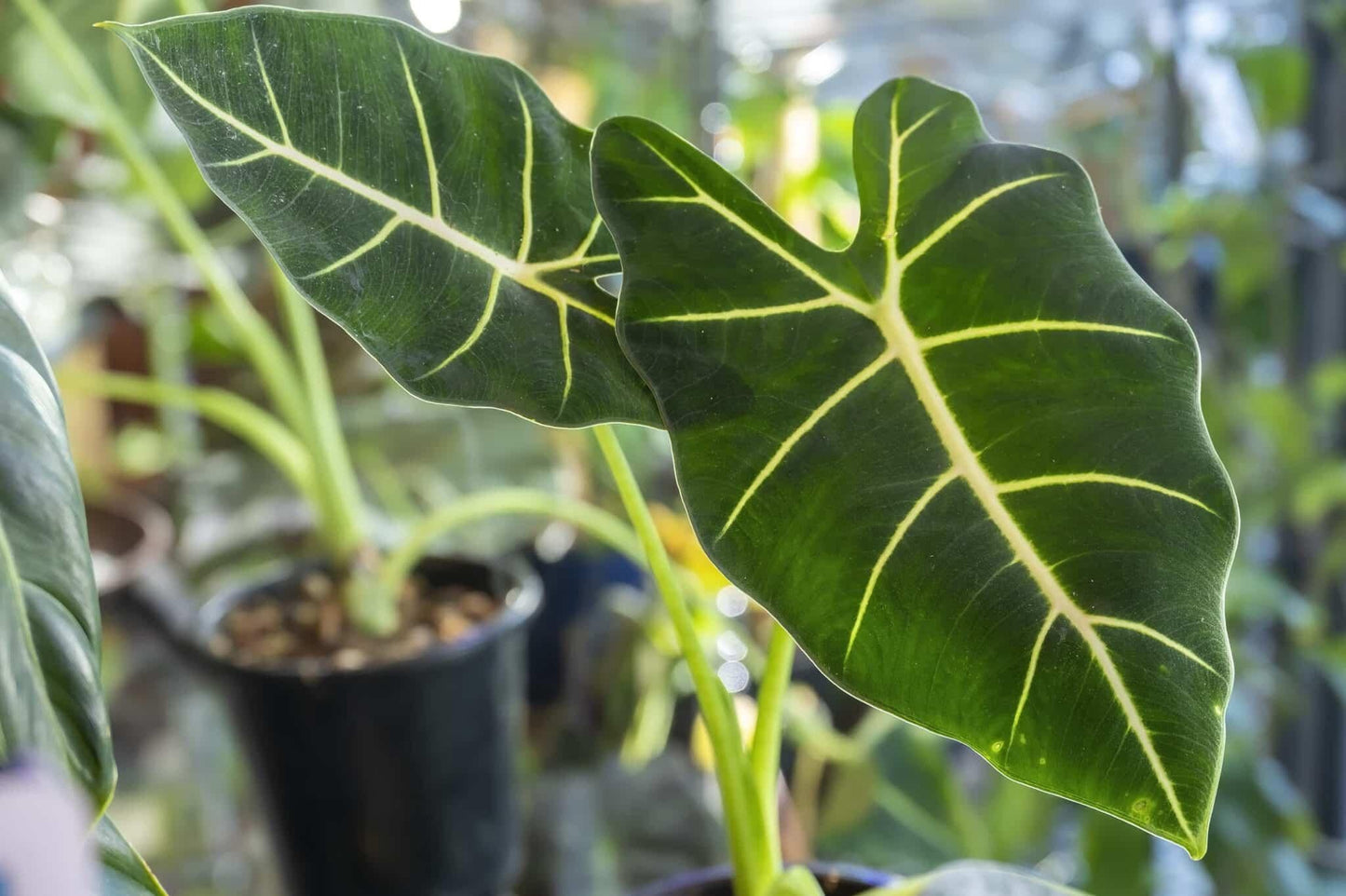 Alocasia Frydek - View 13 from www redcrocus com
