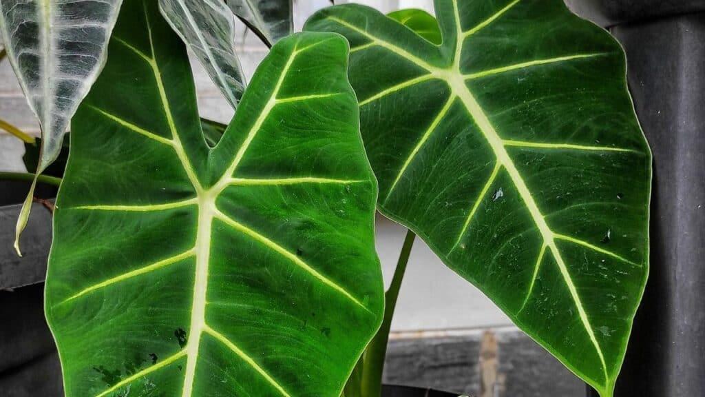 Alocasia Frydek - View 15 from www redcrocus com