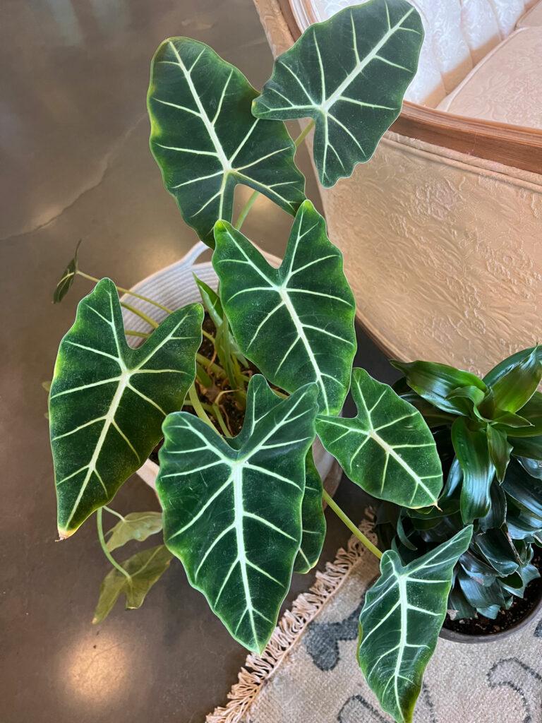 Alocasia Frydek - View 17 from www redcrocus com