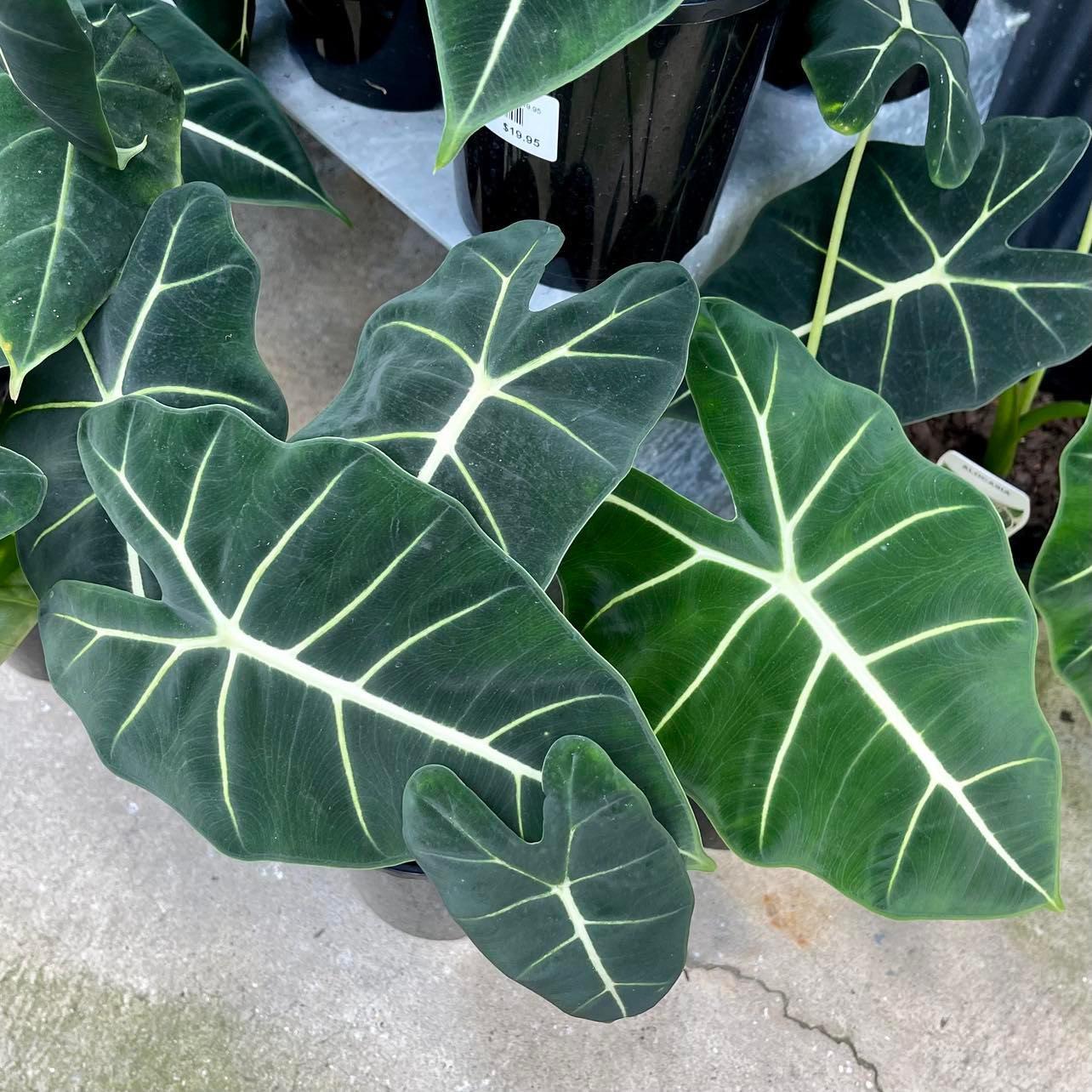 Alocasia Frydek - View 19 from www redcrocus com