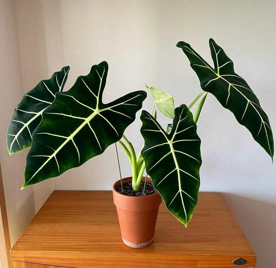 Alocasia Frydek - View 20 from www redcrocus com