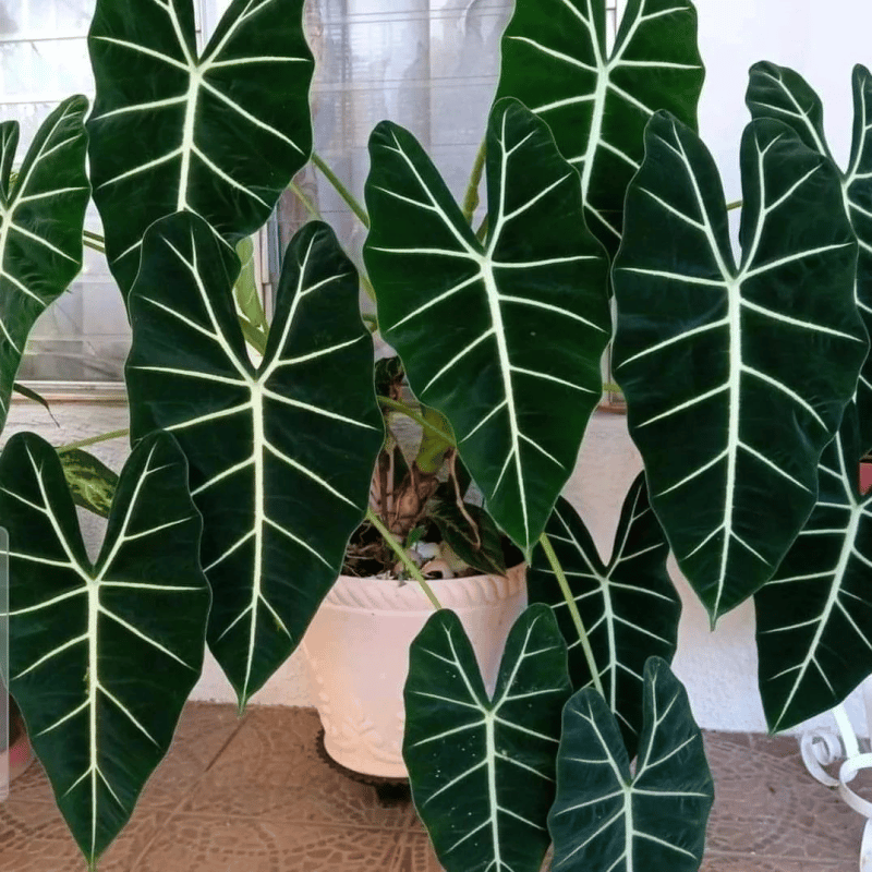 Alocasia Frydek - View 2 from www redcrocus com