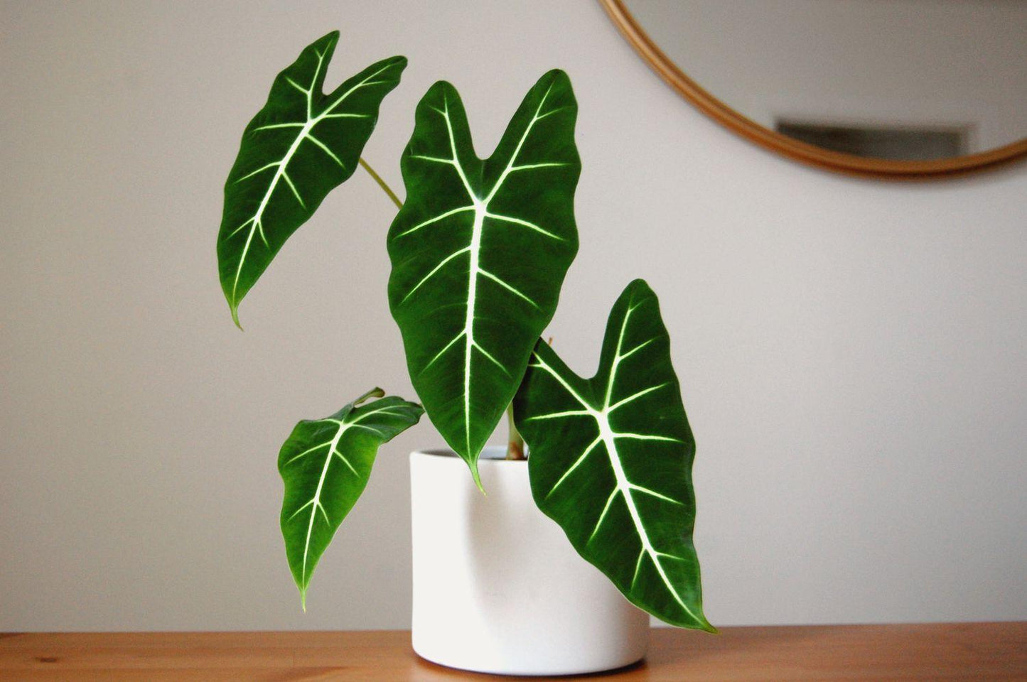 Alocasia Frydek - View 3 from www redcrocus com