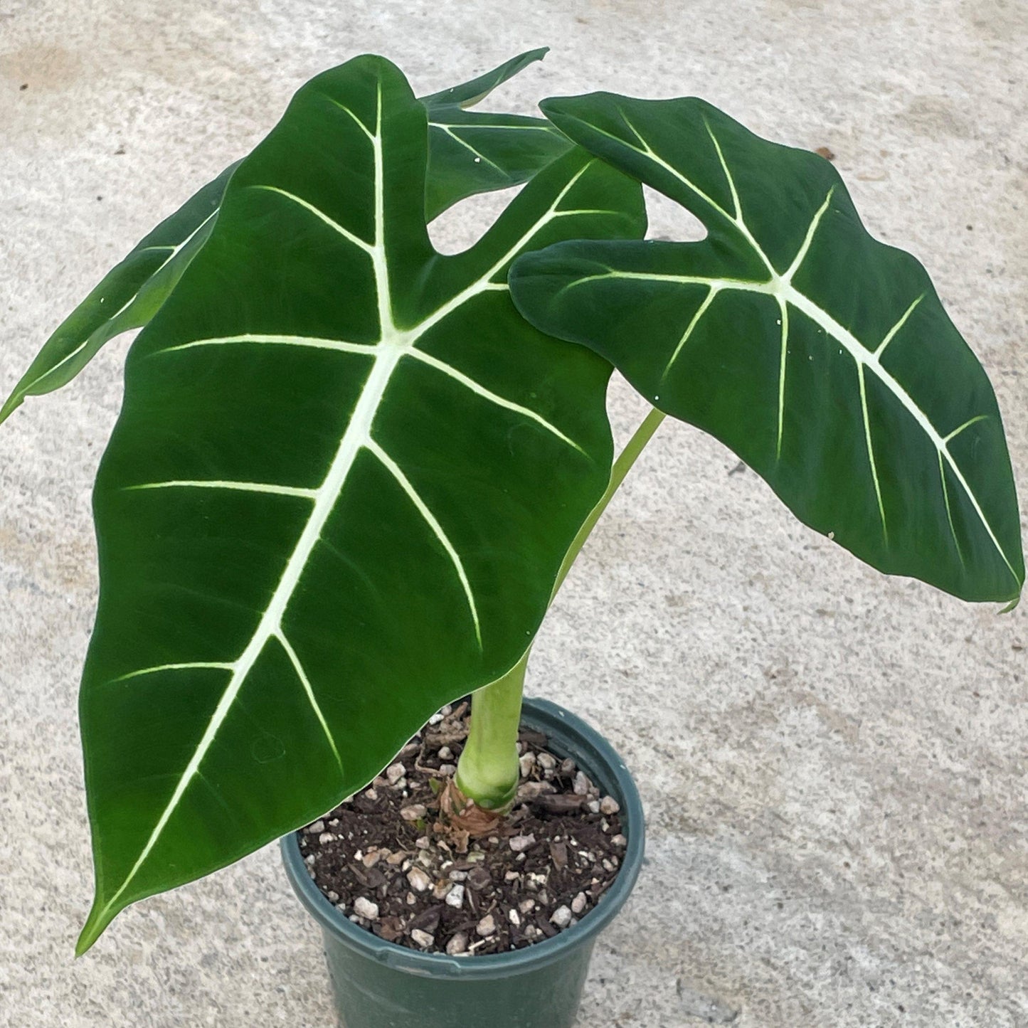Alocasia Frydek - View 7 from www redcrocus com