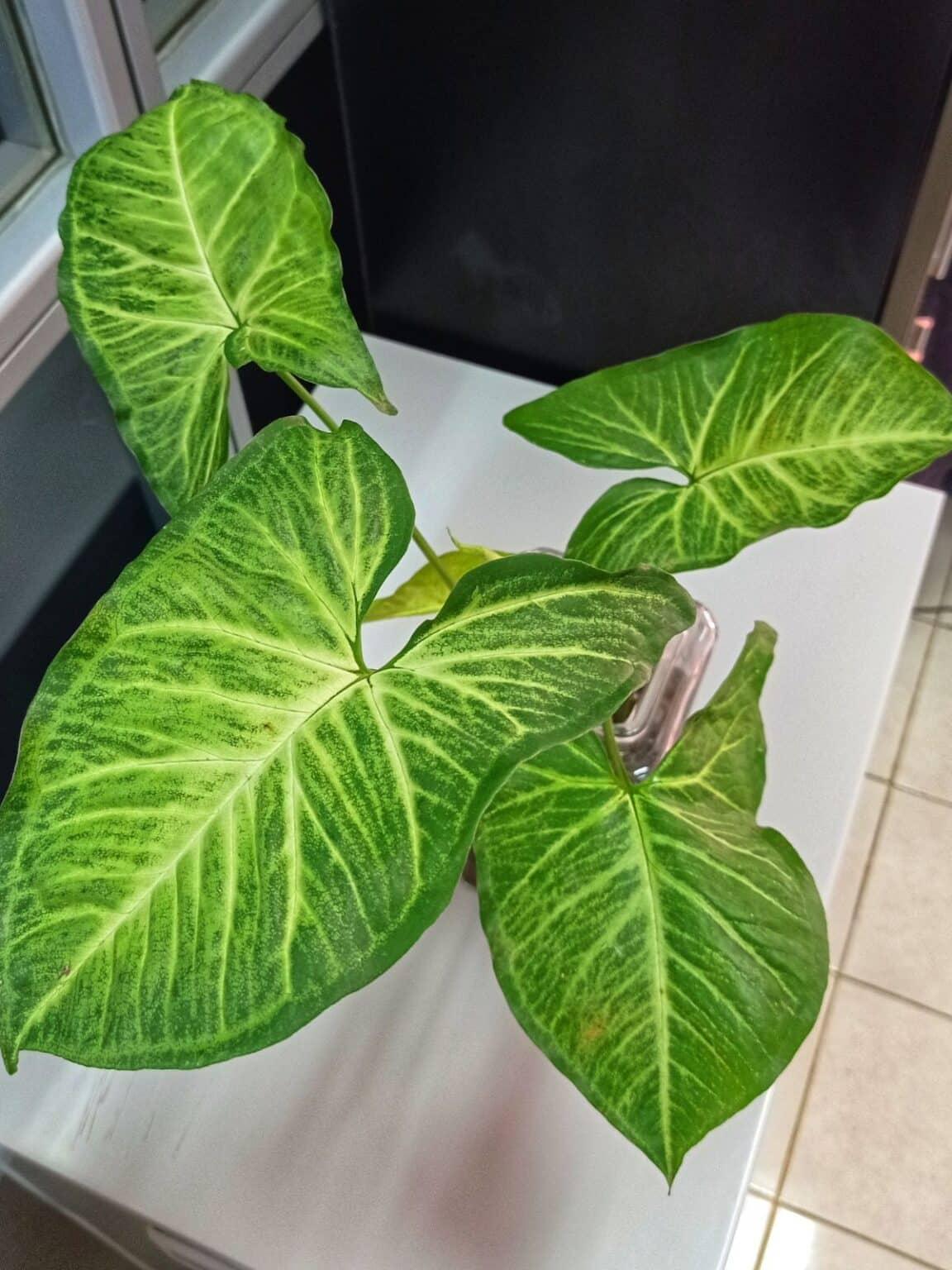 Alocasia Frydek - View 9 from www redcrocus com