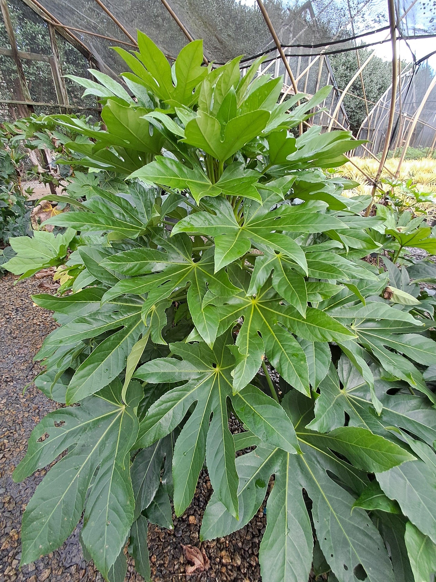 Fatsia, Assorted - View 12 from www redcrocus com