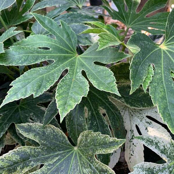 Fatsia, Assorted - View 13 from www redcrocus com