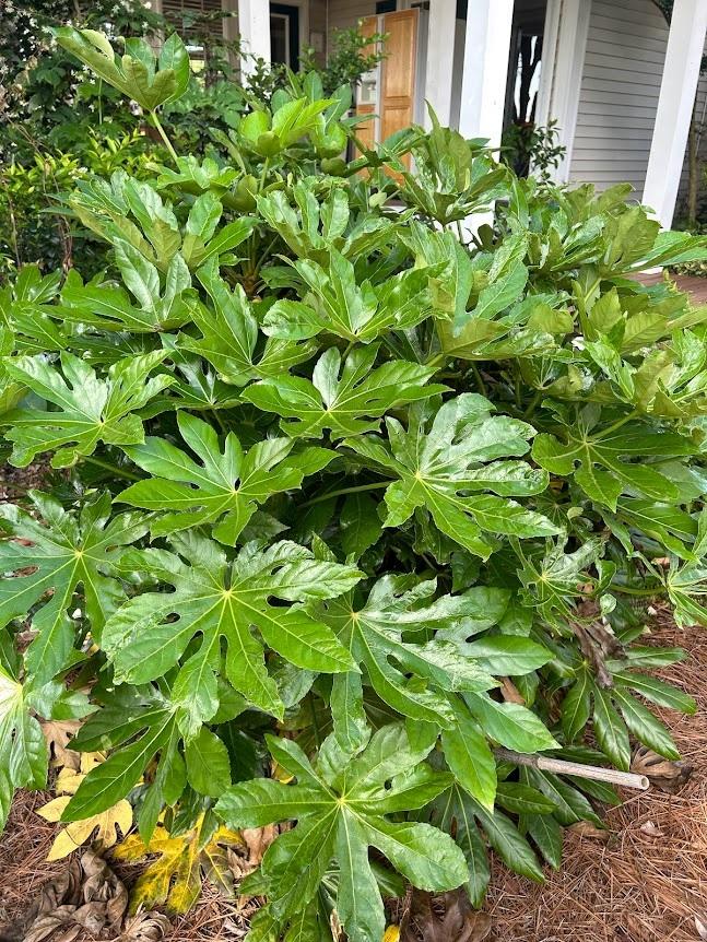 Fatsia, Assorted - View 19 from www redcrocus com