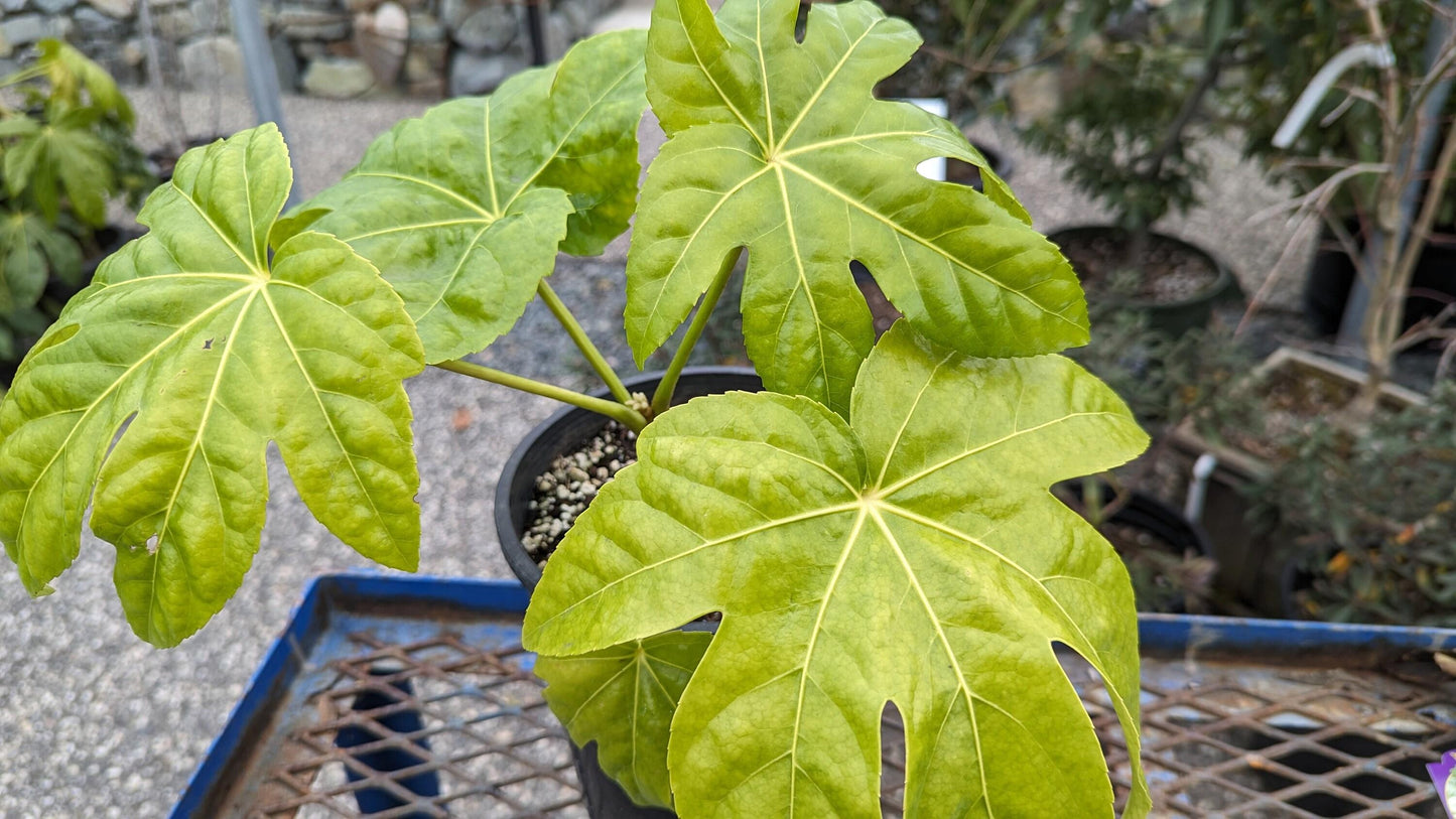 Fatsia, Assorted - View 20 from www redcrocus com