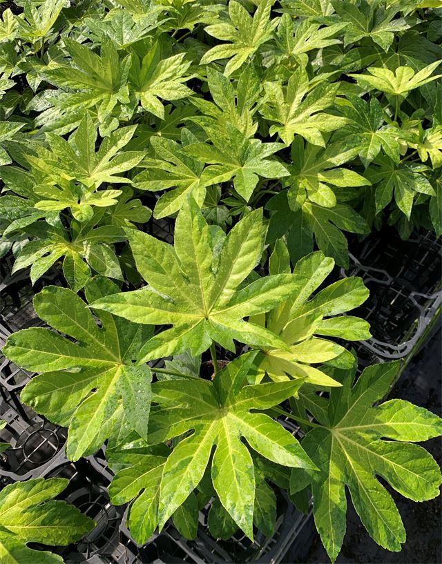 Fatsia, Assorted - View 2 from www redcrocus com