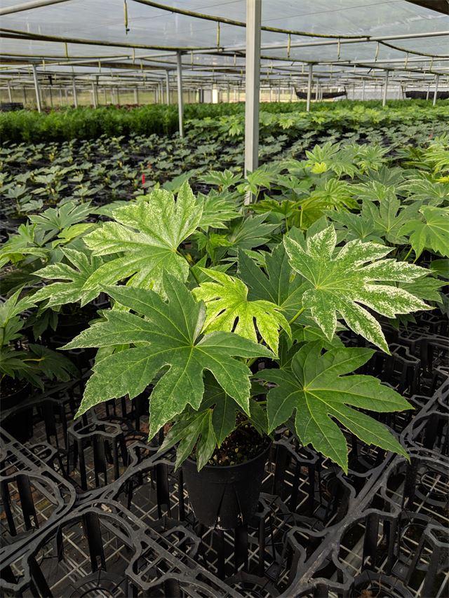 Fatsia, Assorted - View 3 from www redcrocus com