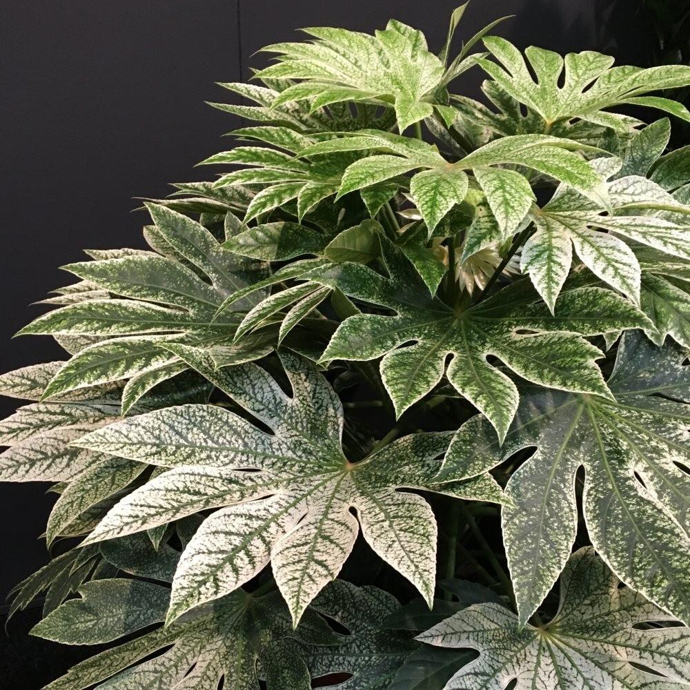 Fatsia, Assorted - View 4 from www redcrocus com