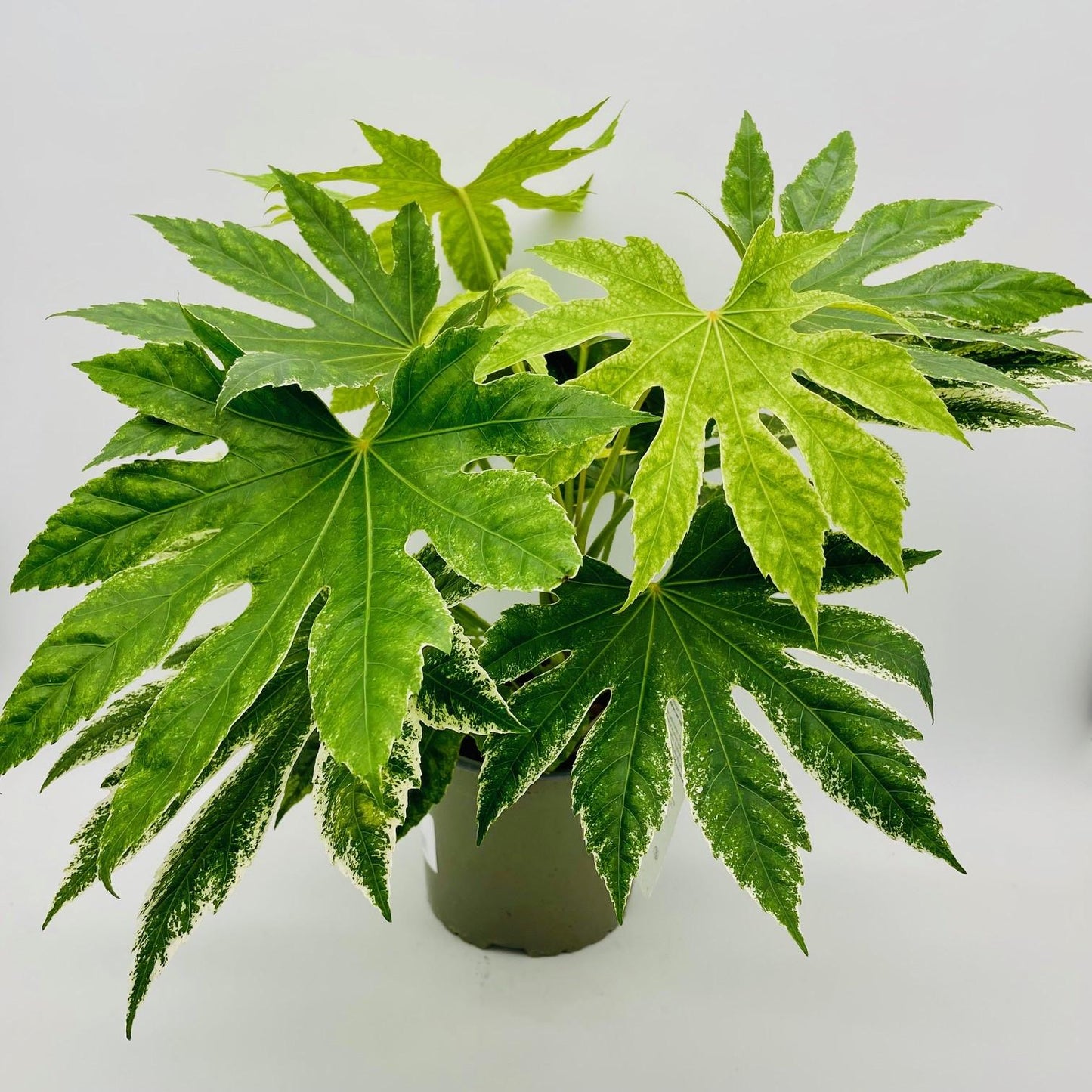 Fatsia, Assorted - View 5 from www redcrocus com