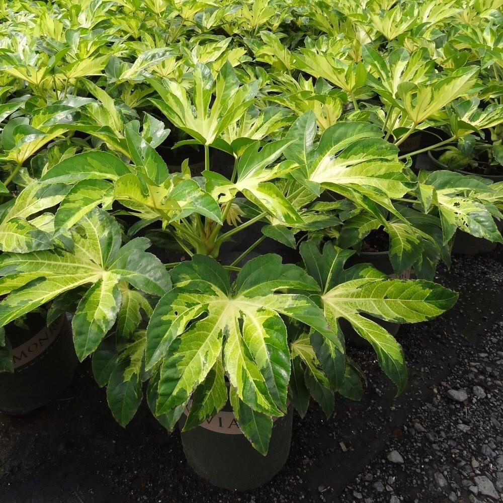 Fatsia, Assorted - View 7 from www redcrocus com