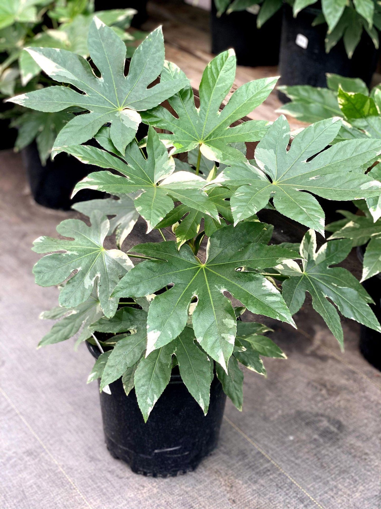 Fatsia, Assorted - View 8 from www redcrocus com