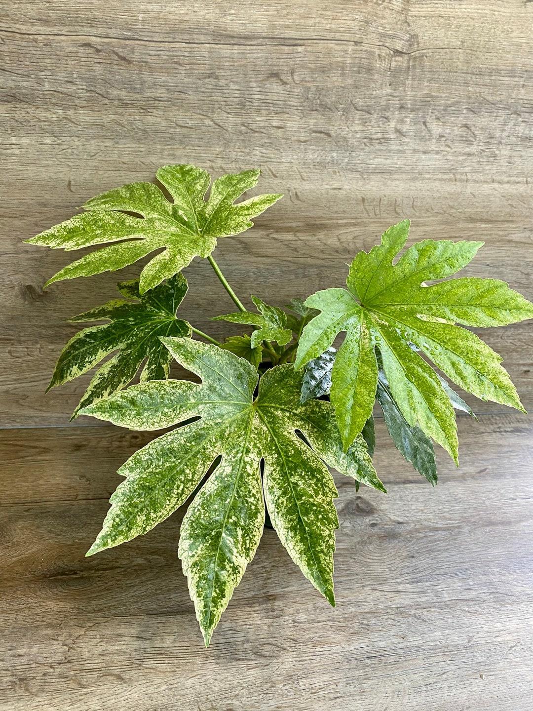 Fatsia Assorted - View 12 from www redcrocus com