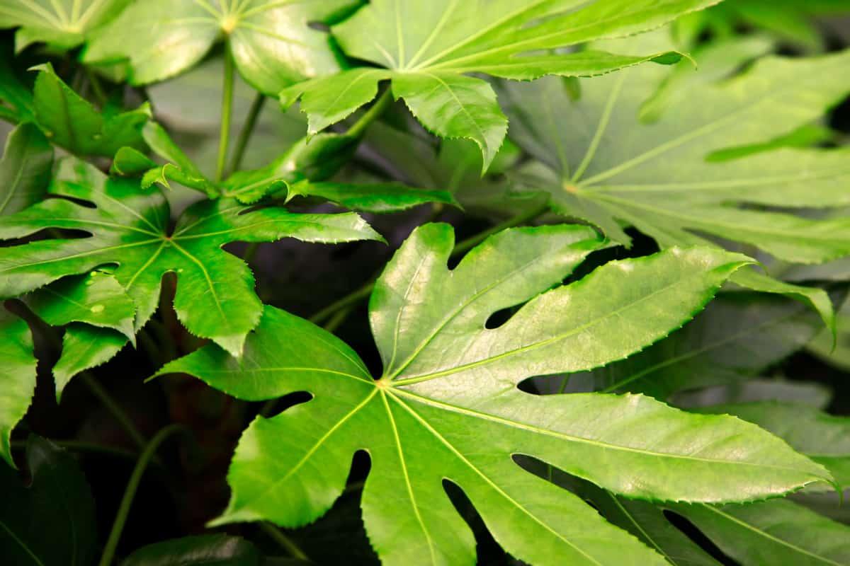 Fatsia Assorted - View 13 from www redcrocus com