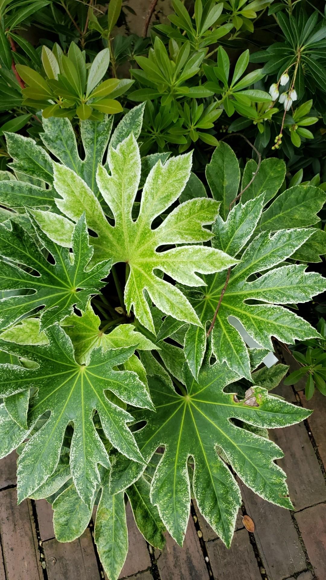 Fatsia Assorted - View 14 from www redcrocus com