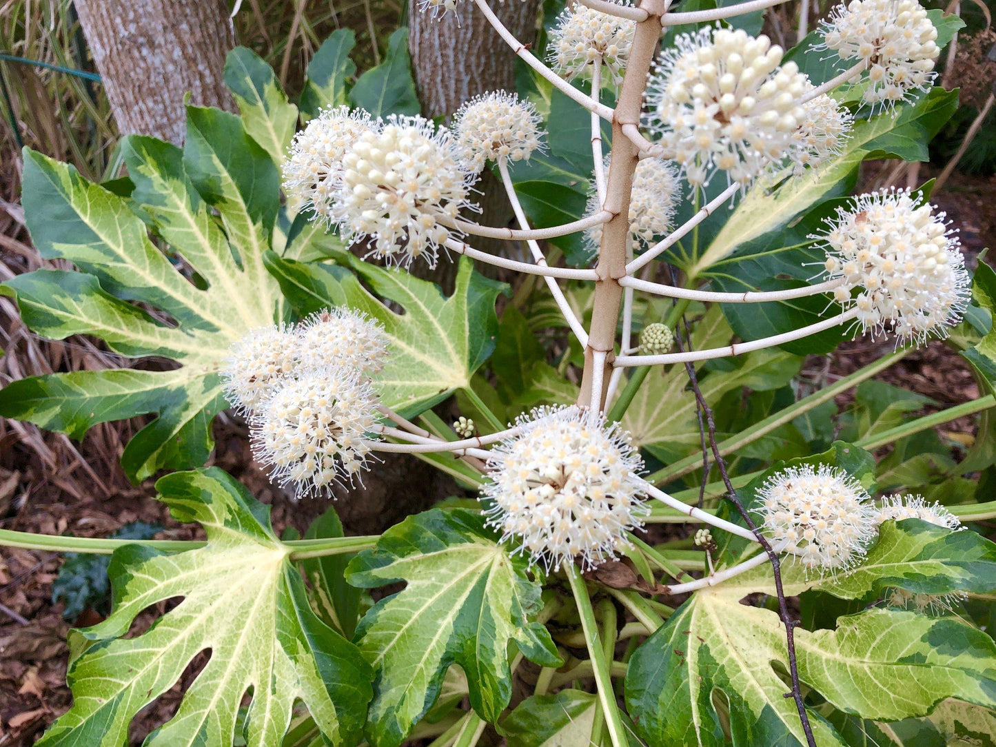Fatsia Assorted - View 15 from www redcrocus com