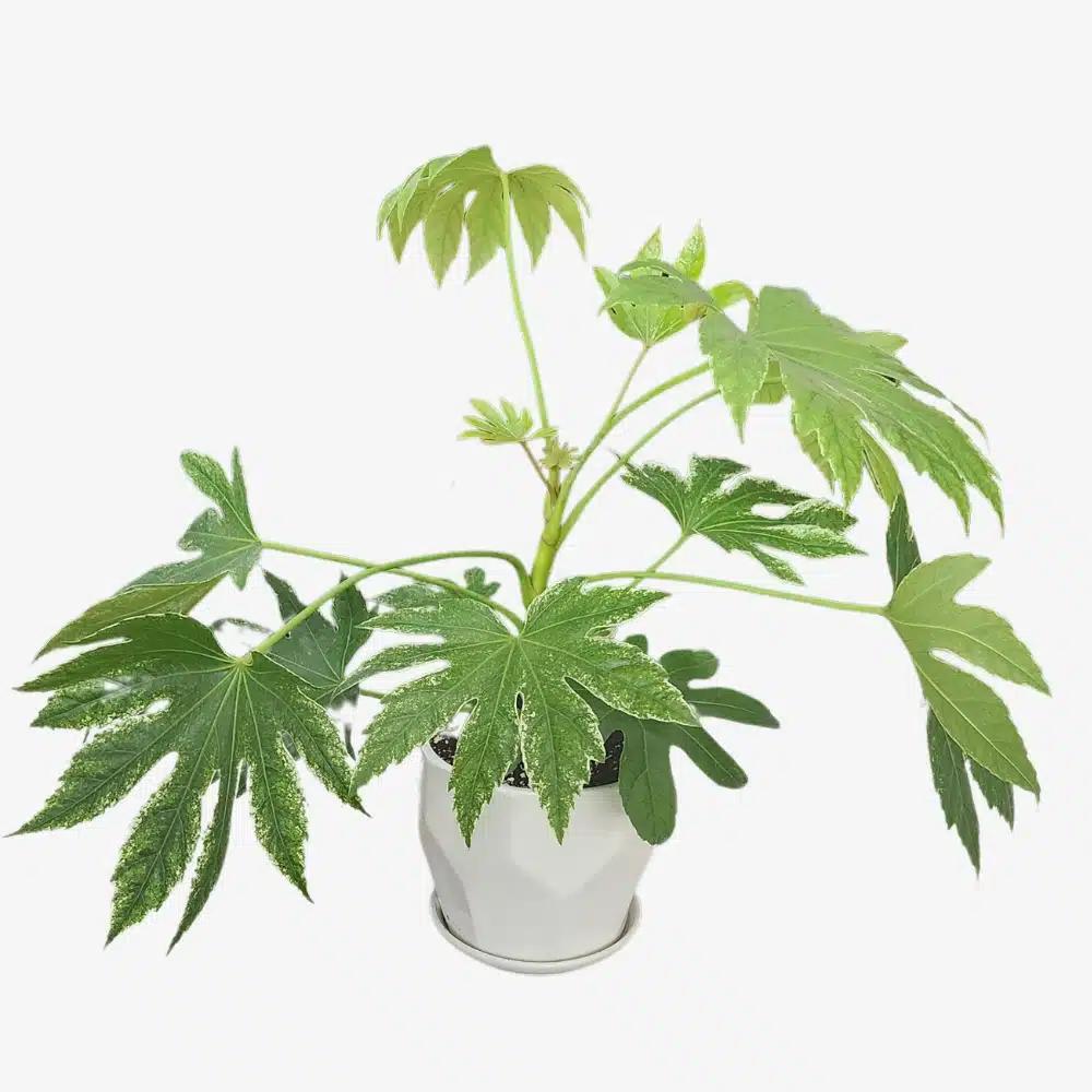 Fatsia Assorted - View 16 from www redcrocus com