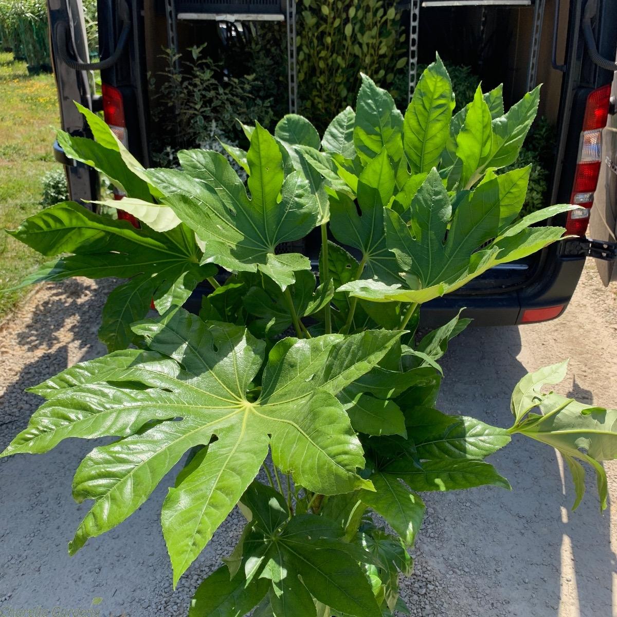 Fatsia Assorted - View 17 from www redcrocus com