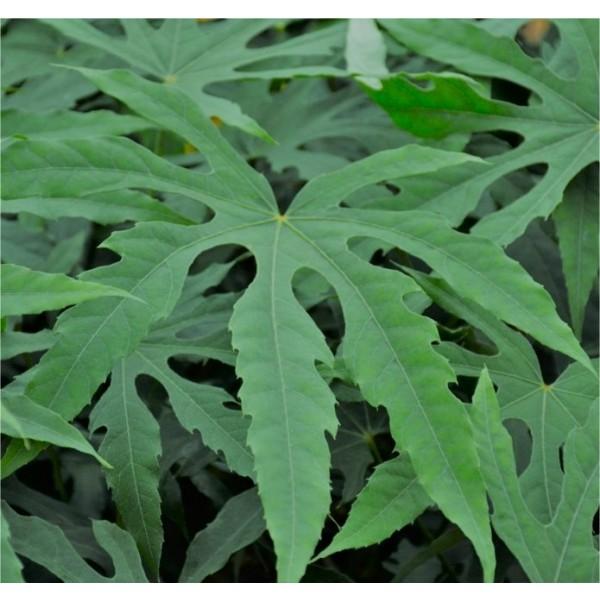 Fatsia Assorted - View 18 from www redcrocus com
