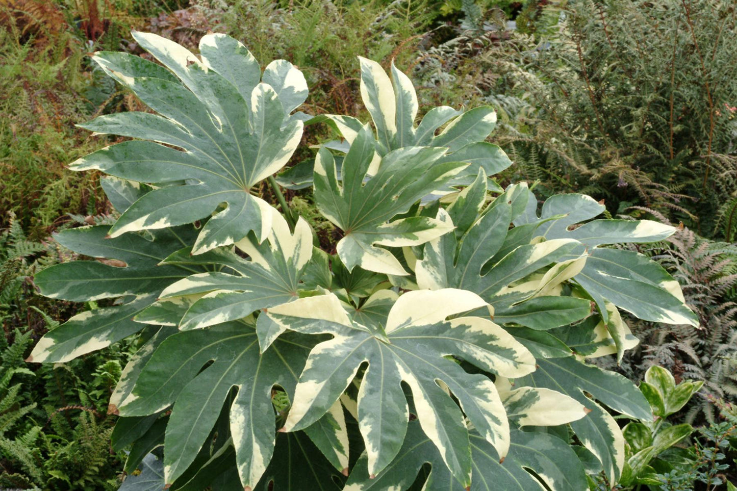 Fatsia Assorted - View 19 from www redcrocus com