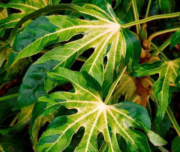 Fatsia Assorted - View 20 from www redcrocus com