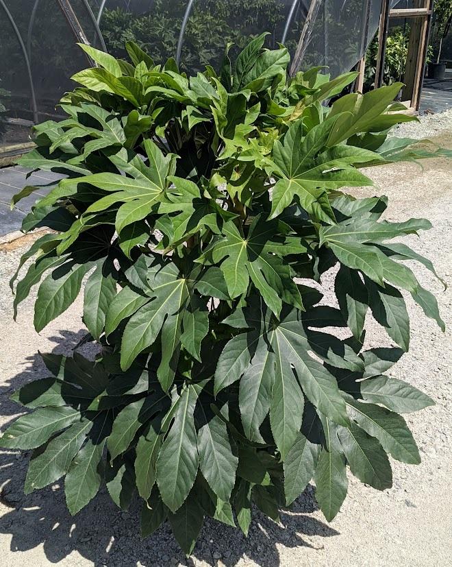 Fatsia Assorted - View 7 from www redcrocus com