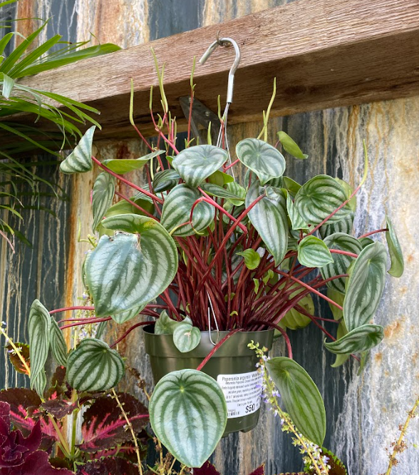 Peperomia Argyreia 'watermelon' - View 14 from www redcrocus com