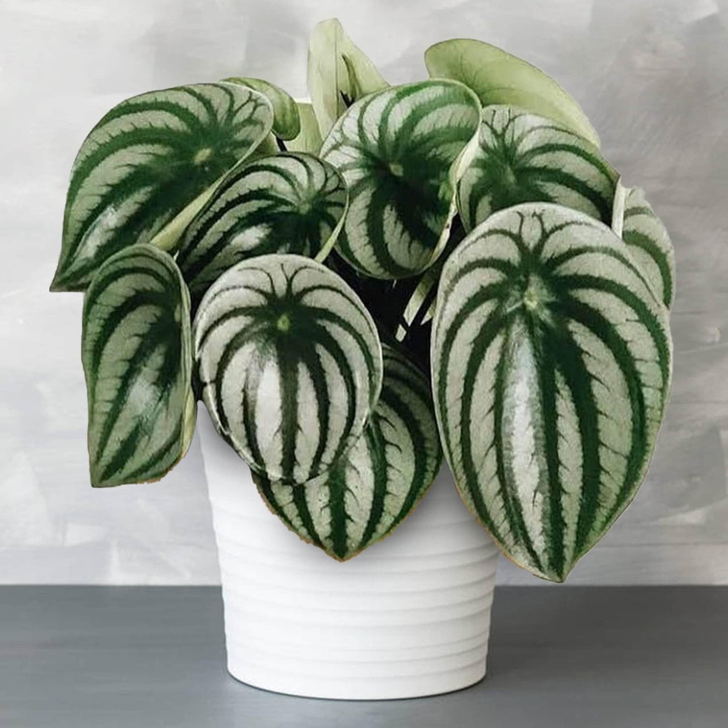 Peperomia Argyreia 'watermelon' - View 16 from www redcrocus com